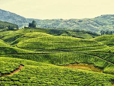 Mộc Châu - Sơn La, Việt Nam